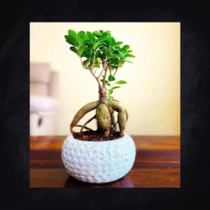 SDA4 BONSAI
