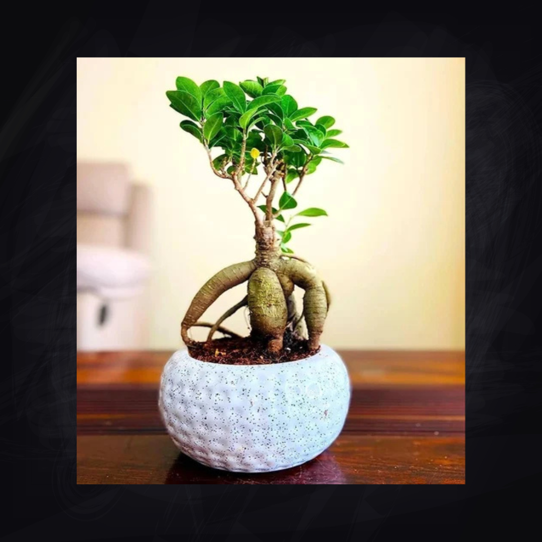 SDA4 BONSAI