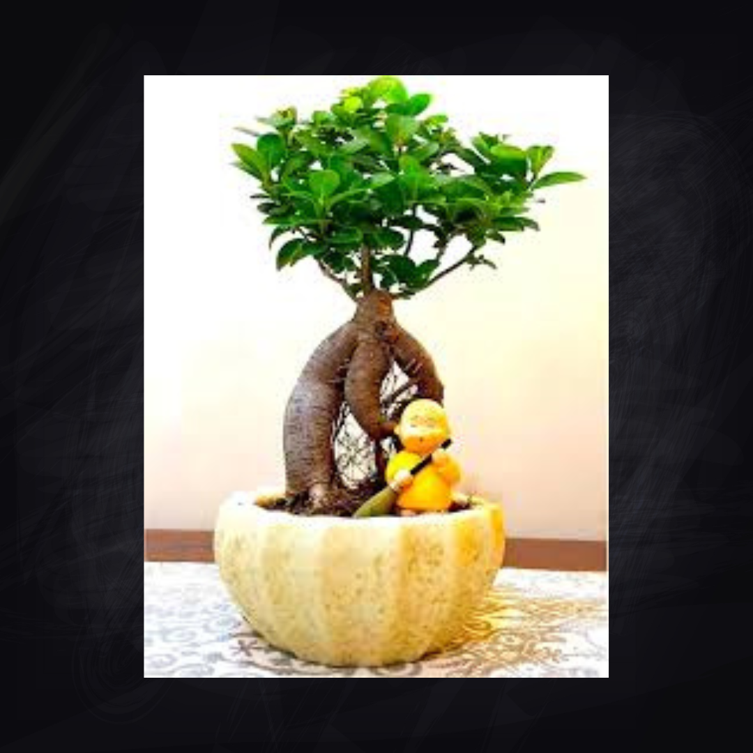 SDA5 BONSAI