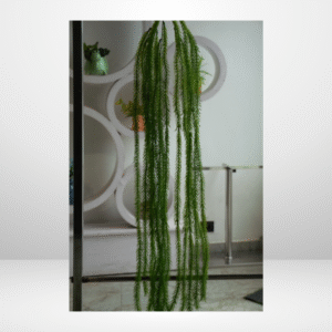 SDA2 CREEPER